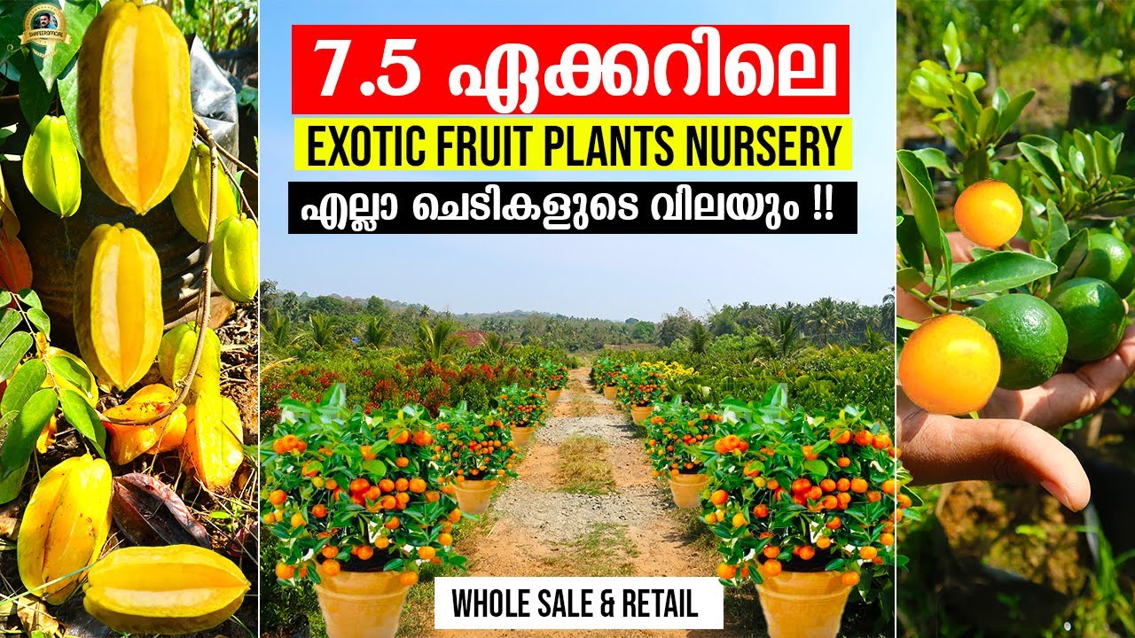 കായ്ച്ചു നിൽക്കുന്ന ഒരാൾ പൊക്കമുള്ള Fruits plants ഹോൾസെയിൽ വിലയിൽ വാങ്ങാം ! Murali Nursery,Palakkad
