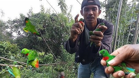 Trik mikat burung serindit dada merah ‼️