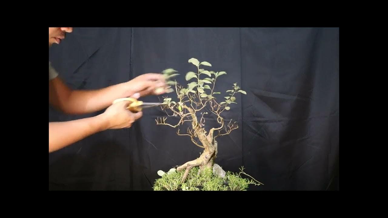 Fiveleaved Chaste Tree (Lagundi Bilog) Bonsai YouTube