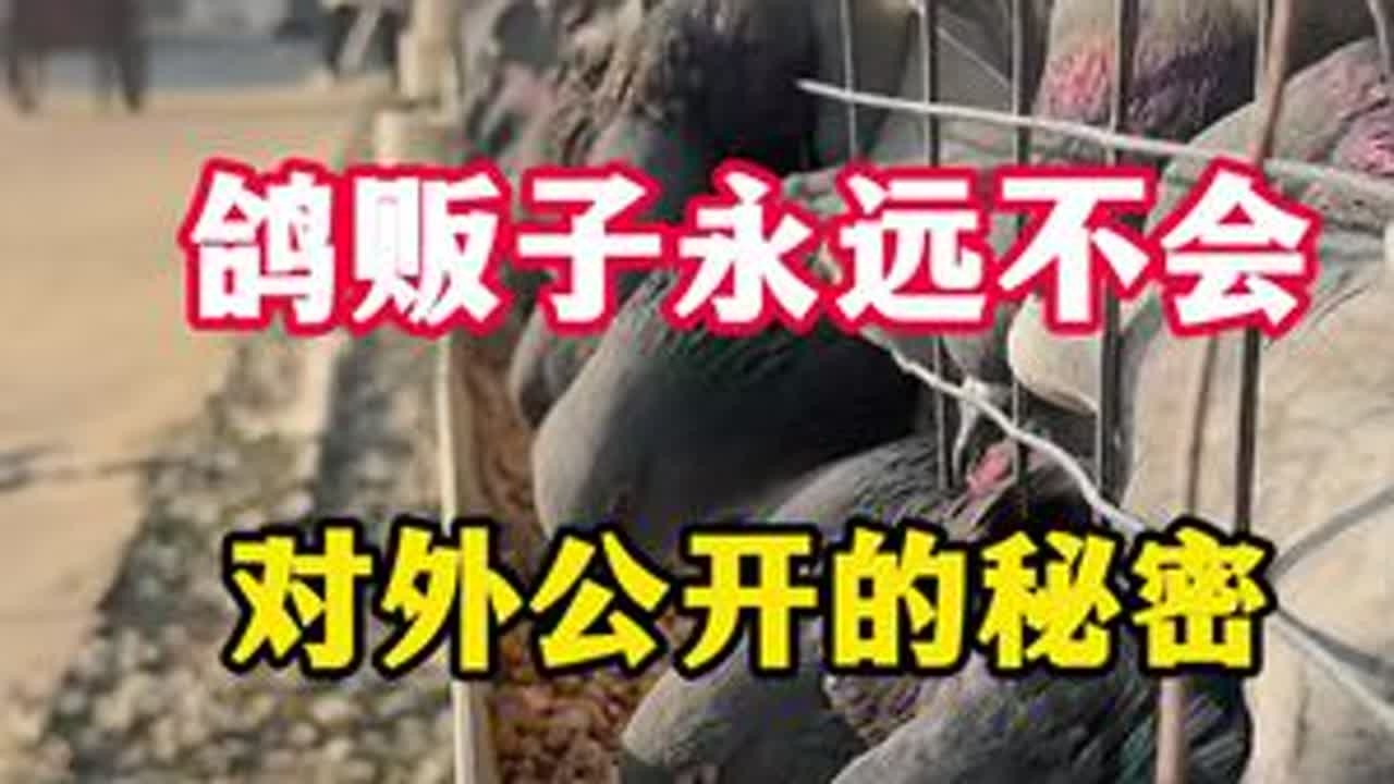鸽贩子永远不会对外公开的秘密，养鸽人一定要记牢#鸽子 #鸽子养殖技术 #养鸽人 #养鸽子