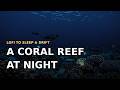 A Coral Reef at Night 🌙 Lofi to Sleep &amp; Drift 🎵 nocturnal-reef ambience