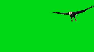 eagle green screen