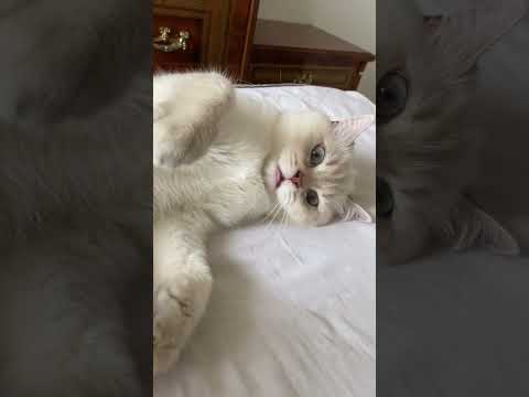 Котик царапается #shorts #usa #cat #india #british #relaxing #relaxing