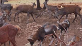 Parque de fauna silvestre Collado del Almendral - Sierra de Cazorla, Segura y Las Villas