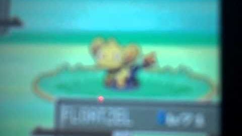 SHINY SHINX AFTER ONLY SIX ENCOUNTERS IN POKÉMON PLATINUM!!!