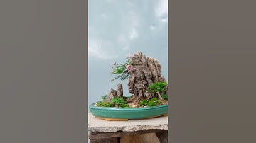 #short  tiểu cảnh mini/ bonsai bỏ túi