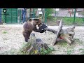 Медведь Мансур спасает покрышку от бесцельного существования😃🐻