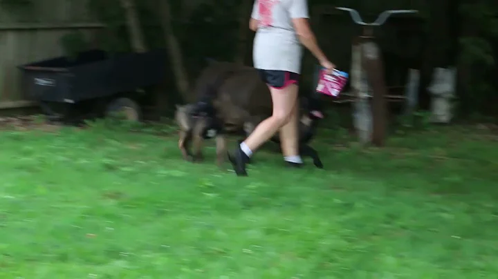 Belgian Malinois Puppies For Sale Linda  Dibartolo