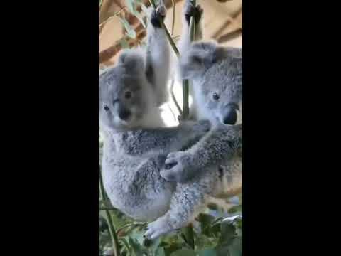 Video: Koala - pungdjursbjörn och försvarslös