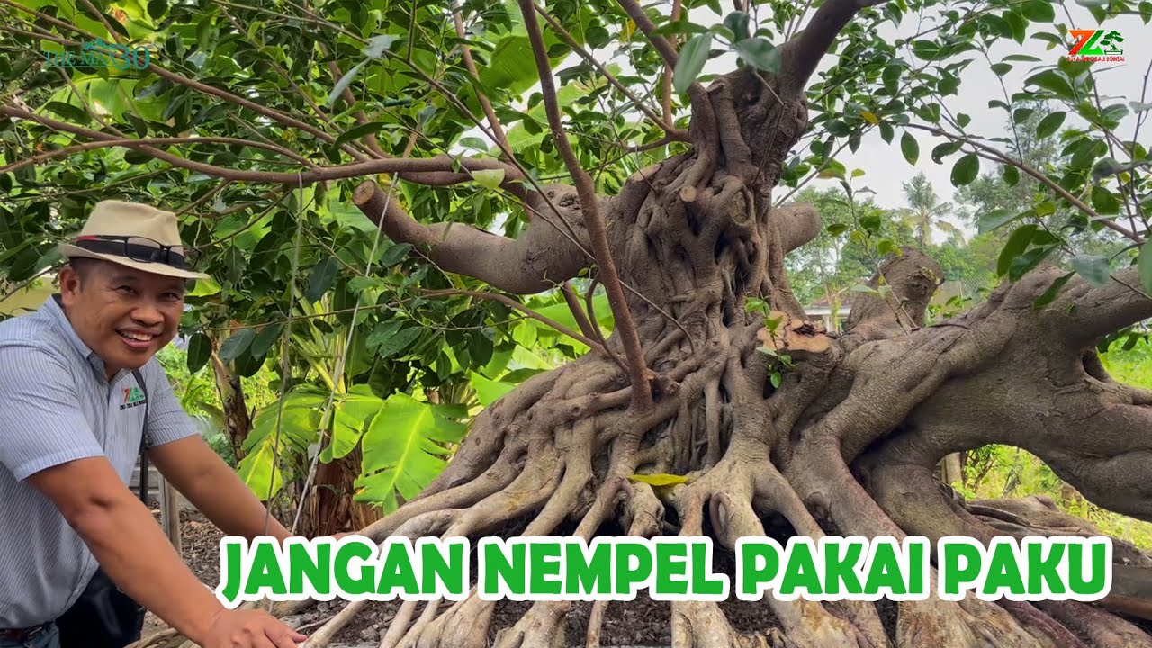 INI AKIBATNYA KALAU POHONNYA TEMPEL PAKAI PAKU