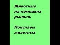 Покупка животных на рынке в Германии. Кролиководство. Птицеводство.