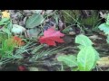 ♫  Роняет клён багряный лист... - Андрей Обидин.  Andrei Obidin -  The red maple leaf is falling ...
