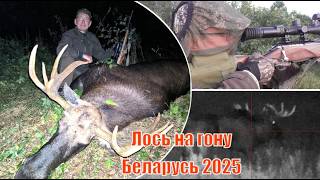 картинка: Трофейная охота на лося во время гона Белоруссия 2025 - 6 насыщенных дней в дикой природе!