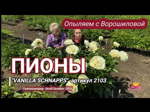 Выращивание пионов -