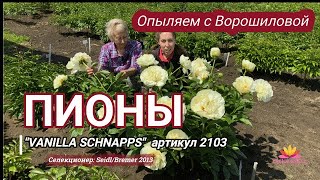 Выращивание пионов - от опыления до сбора семян / Сад Ворошиловой