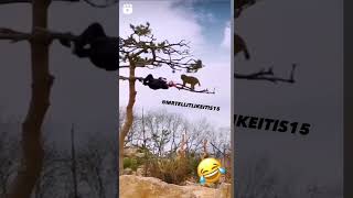 Hahaha wtf did i just Watched...๐ #hilarious#dailymemes#funnyshorts#monkey#haha#viralshort#youtube