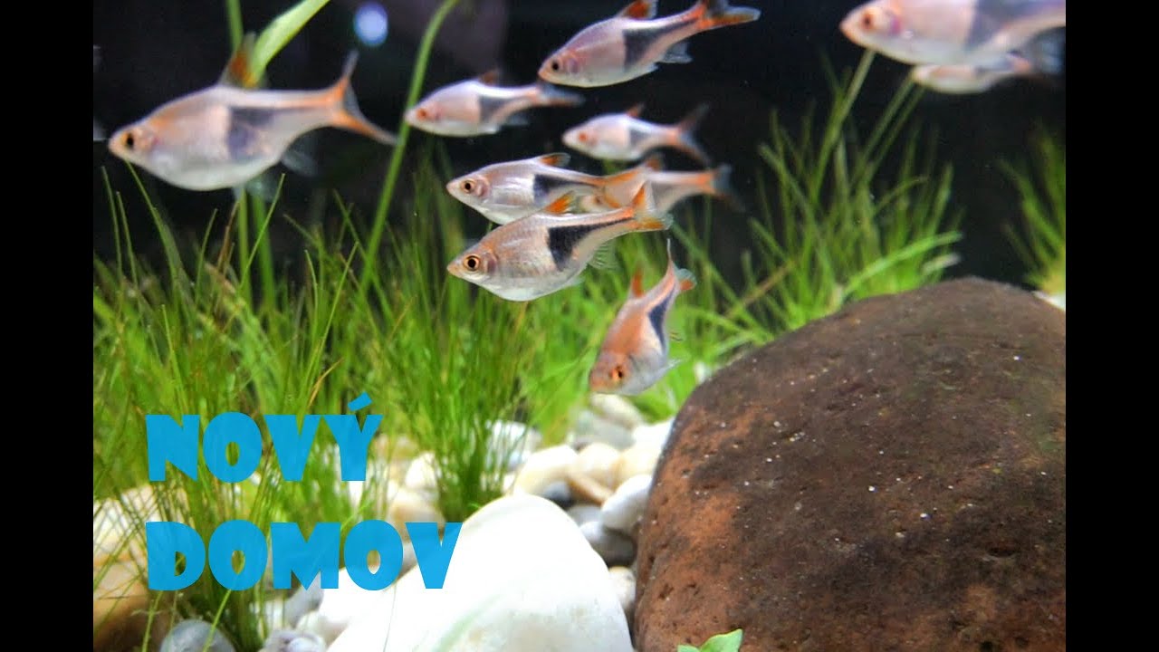 NEJSNADNĚJŠÍ AKVÁRIUM na světě? Pár ROSTLIN a hejno Razbor klínoskvrnných