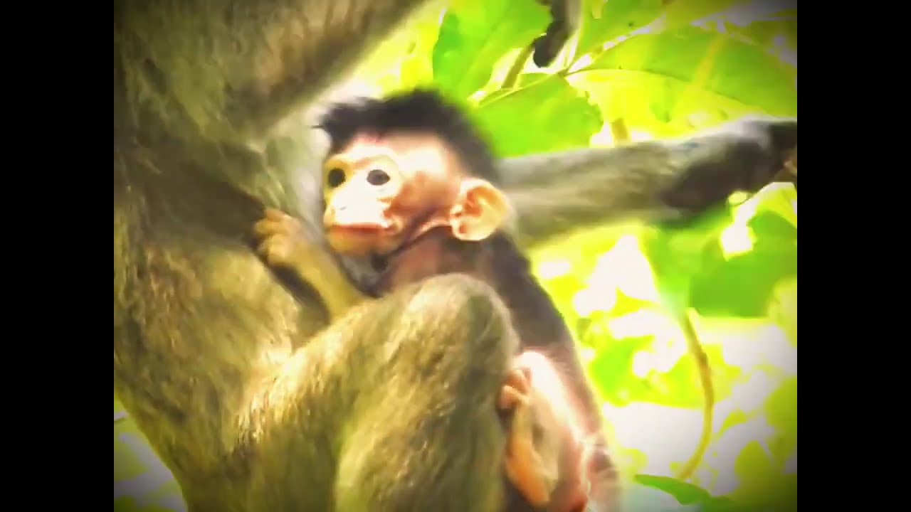 So lovely the little baby monkey