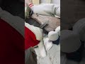 Лопатка из ореха