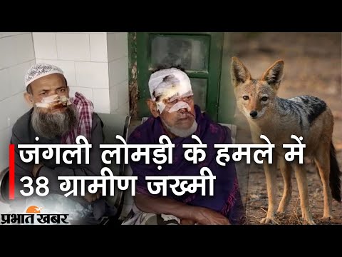 Jackal Attack : कटिहार में लोमड़ी का आतंक, 38 जख्मी, 8 की स्थिति गंभीर | Prabhat Khabar