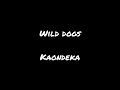 Wild dogs kaondeka