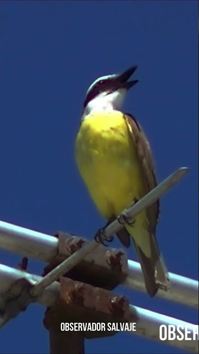 Beautiful song of the great kiskadee