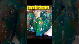 paroot fish ගිරා මාලු දැකලා තියනවද ??කොහොමද ලස්සන?? shorts