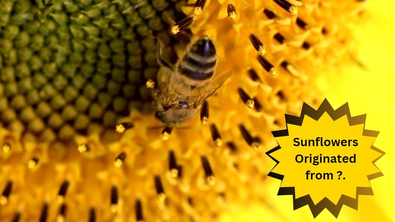 The Origin of Sunflowers! YouTube