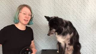 How to:  muzzle condition a dog