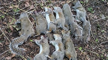 Squirrel Hunting - HEADSHOTS ONLY!!!