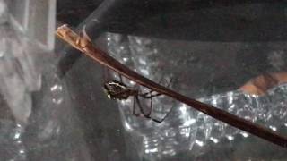 I Caught a Orb-Weaver In my Backyard!