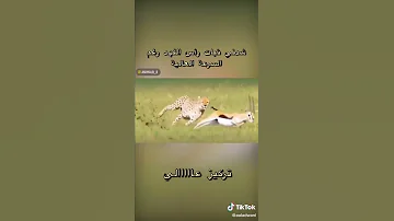 سرعه الفهد 