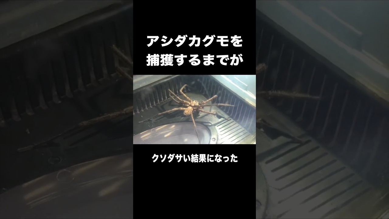 【巨大蜘蛛】アシダカグモを捕獲するまでがクソダサい結果になった。#shorts #shortvideo #アシダカグモ #巨大蜘蛛 #生物