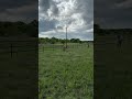 Three more horses made it to the new property-Miller,Tito and Norris #shortvideo #horse #horserescue