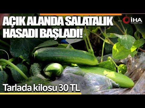 Açık Alanda Salatalık Hasadı Başladı, Tarla Fiyatı: 30 TL