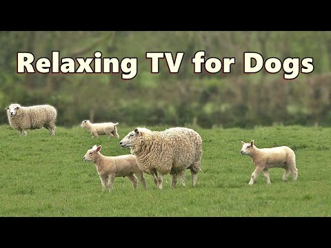 Dog TV Videos ~ Beautiful Calming Sheep Videos and Sounds ⭐ 8 HOURS of TV for Dogs ⭐