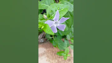 سيطرق الباب يوما ما وتتفتح الأزهار سكينة الباب يدق دق 
