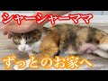 【ままん】シャーシャーからずっとのお家へ（ダイジェスト）