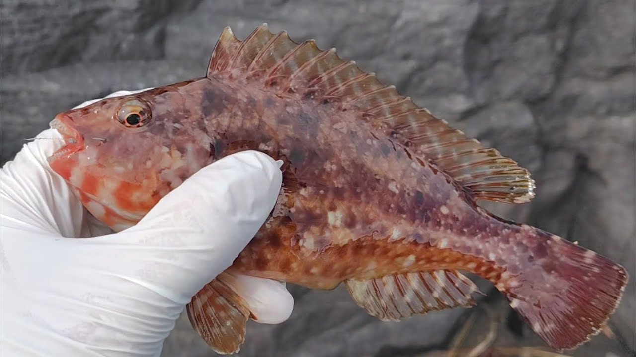 伊豆高原へたっぴ釣行2026年2月27日。荒波の中、なんとか一匹！！