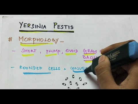 Yersinia pestis | Microbiology | Handwritten notes