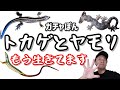 【ガチャガチャ】もう生きてます！【トカゲとヤモリ】開封&レビューご紹介。【カプセルトイ】いきものフィギュア【ニホンヤモリ】【アオカナヘビ】【ニホントカゲ】【カナヘビ】