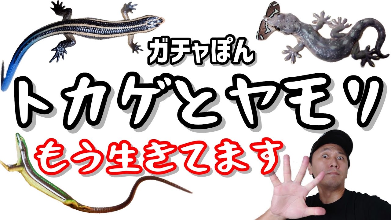 ガチャガチャ もう生きてます トカゲとヤモリ 開封 レビューご紹介 カプセルトイ いきものフィギュア ニホンヤモリ アオカナヘビ ニホントカゲ カナヘビ Youtube