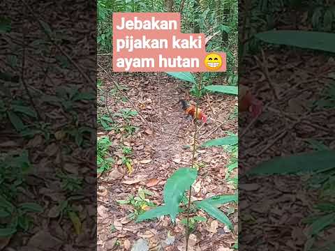 Video: Apa itu jebakan pijakan?