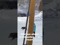 Wild boar attacks snowboarders at Myoko ski resort in Japan. Video by @joeysmyoko
