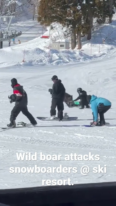 Wild boar attacks snowboarders at Myoko ski resort in Japan. Video by @joeysmyoko