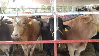 TOROS DE RANCHO EL GUAMUCHIL