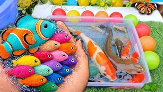 Serok ikan warna-warni air tawar, ikan hias, ikan cupang, ikan koi hias, ikan komet, kura-kura  🐠