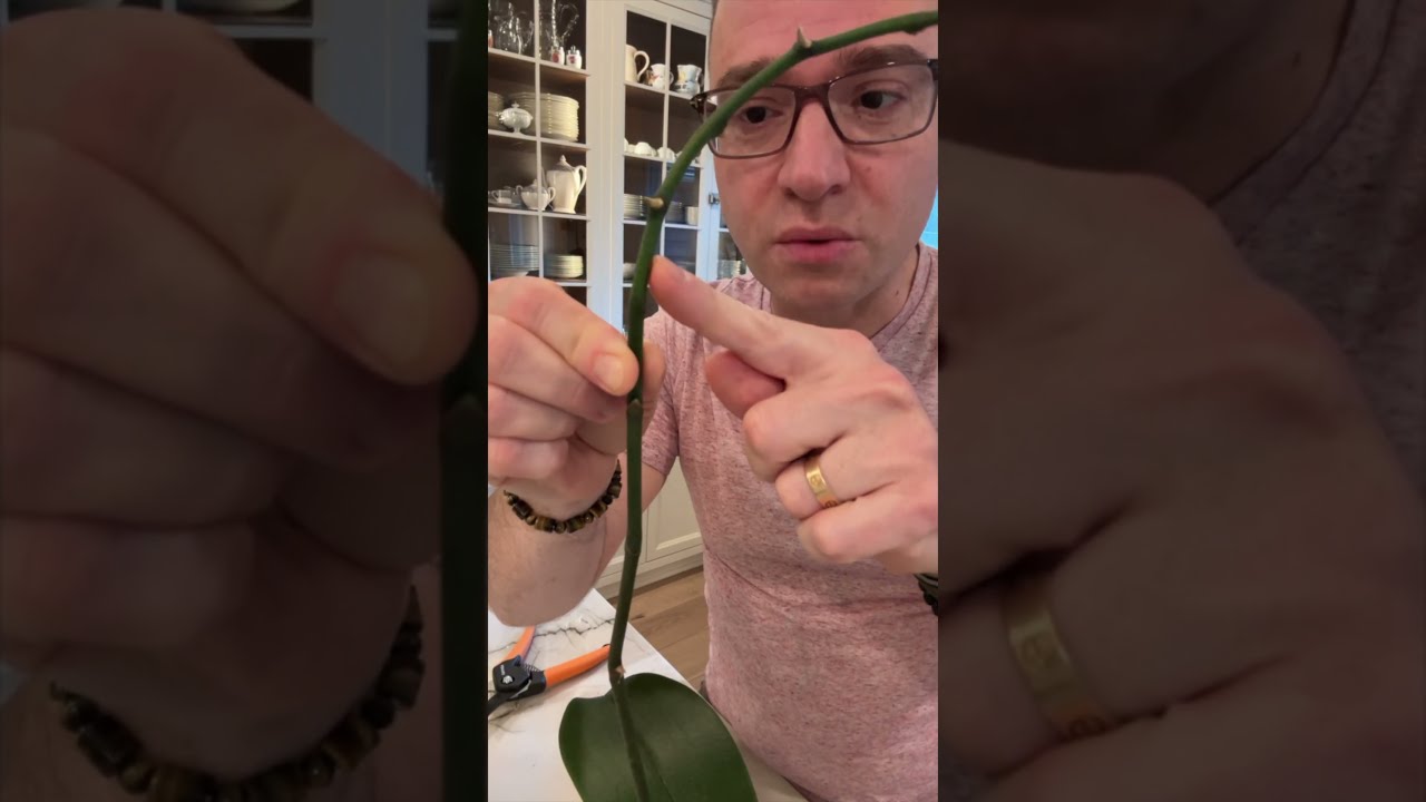 What To Do After Your Orchid Is Done Blooming Phalaenopsis