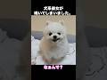 犬系彼女が鳴いてしまいました。