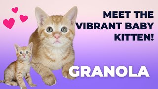 Meet Granola, the playful orange tabby